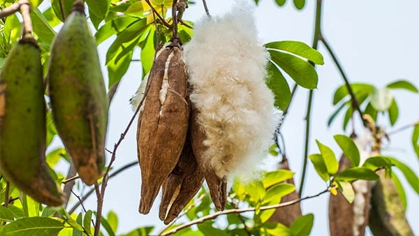 Image: Produkt-Teaser_Kapok