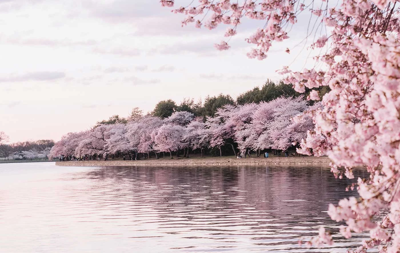 Sakura-geïnspireerd: Haal de Magie van de Kersenbloesem in Huis